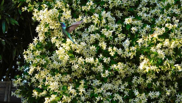 Cómo atraer colibríes con el jazmín y convertir tu patio